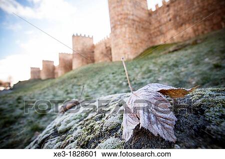 Stock Image - Frosted leaf and City Wall, Avila, Spain.. Fotosearch