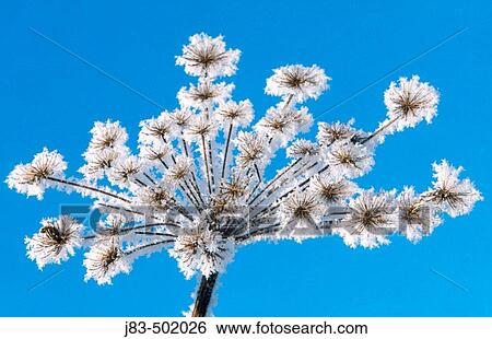 Frosted plant (Laserpitium sp. ) View Large Photo Image Stock Photograph - Frosted plant (Laserpitium sp. ). Fotosearch