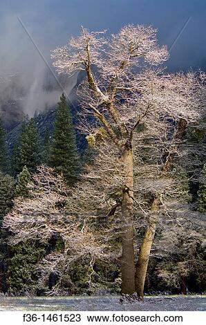 Frosted trees after a spring snow storm, Yosemite Valley, Yosemite National Park, California View Large Photo Image Stock Image - Frosted trees after a spring snow storm, Yosemite Valley, Yosemite National Park, California. Fotosearch