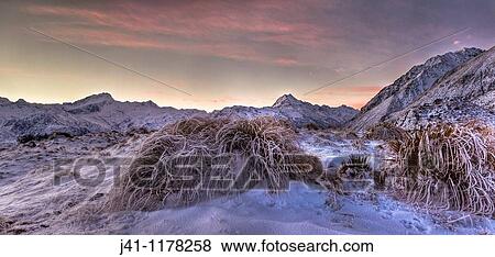 Frosted tussock grass, Mt Sefton to Aoraki / Mt Cook, dusk, Burnett Mountains. View Large Photo Image Stock Photo - Frosted tussock grass, Mt Sefton to Aoraki / Mt Cook, dusk, Burnett Mountains.. Fotosearch