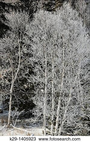 Frosted White birch Betula papyrifera in Junction Creek valley View Large Photo Image Stock Image - Frosted White birch Betula papyrifera in Junction Creek valley. Fotosearch