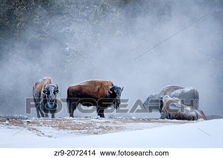 Frosty bison standing and sitting near warm steam after Old Faithful erupted at Yellowstone during a cold winter morning. View Large Photo Image Picture - Frosty bison standing and sitting near warm steam after Old Faithful erupted at Yellowstone during a cold winter morning.. Fotosearch