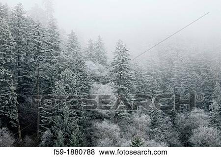 Frosty Morning on Newfound Gap Road, Great Smoky Mtns National Park View Large Photo Image Stock Photo - Frosty Morning on Newfound Gap Road, Great Smoky Mtns National Park. Fotosearch