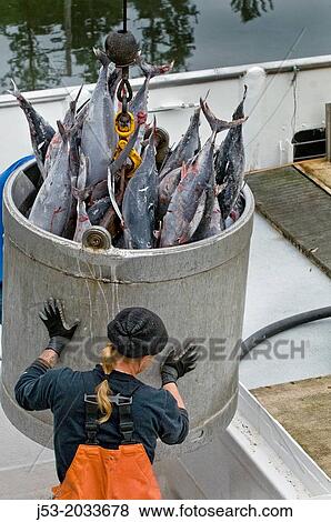 Frozen albacore tuna being hoisted from fish hold in commercial fishing boat to dock of seafood processing plant, Port of Ilwaco, Washington USA. View Large Photo Image Stock Photo - Frozen albacore tuna being hoisted from fish hold in commercial fishing boat to dock of seafood processing plant, Port of Ilwaco, Washington USA.. Fotosearch