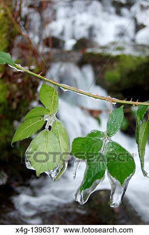Frozen Blackberry leaves View Large Photo Image Stock Photo - Frozen Blackberry leaves. Fotosearch