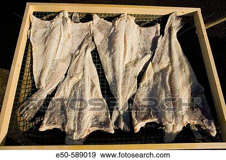 Stock Photo - Frozen cod fillets thawing, fishing pier near Reykjavik, World's Northernmost capital, Iceland. Fotosearch