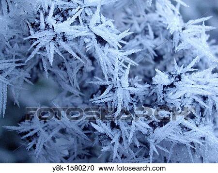 Stock Image - Frozen conifer needles. Fotosearch