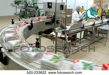 Frozen food industry, broccoli packing line. Navarre. Spain View Large Photo Image Stock Image - Frozen food industry, broccoli packing line. Navarre. Spain. Fotosearch