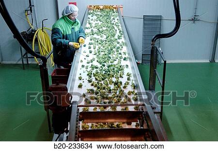 Frozen food industry, broccoli quality control. Navarre. Spain View Large Photo Image Picture - Frozen food industry, broccoli quality control. Navarre. Spain. Fotosearch