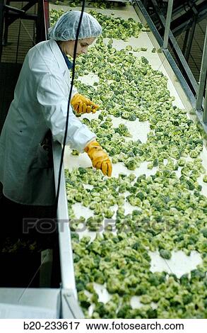 Frozen food industry, broccoli quality control. Navarre. Spain View Large Photo Image Stock Photo - Frozen food industry, broccoli quality control. Navarre. Spain. Fotosearch