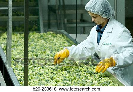 Frozen food industry, broccoli quality control. Navarre. Spain View Large Photo Image Stock Photo - Frozen food industry, broccoli quality control. Navarre. Spain. Fotosearch