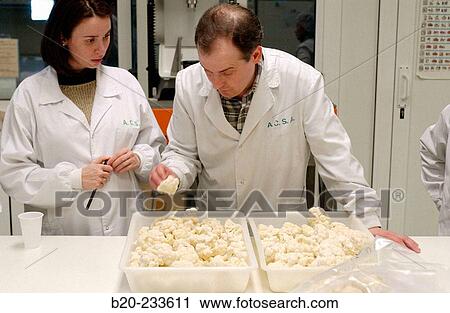 Frozen food industry, experts analyzing food samples (cauliflower) of rival firms. Navarre. Spain View Large Photo Image Stock Image - Frozen food industry, experts analyzing food samples (cauliflower) of rival firms. Navarre. Spain. Fotosearch
