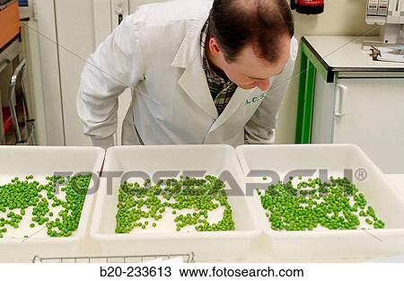 Frozen food industry, experts analyzing food samples (peas) of rival firms. Navarre. Spain View Large Photo Image Stock Image - Frozen food industry, experts analyzing food samples (peas) of rival firms. Navarre. Spain. Fotosearch