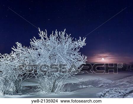 Picture - Frozen landscape, cold temperatures as low as -47 celsius, Lapland, Sweden.. Fotosearch