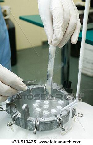 Stock Photography - Frozen semen samples at sperm bank. Fotosearch