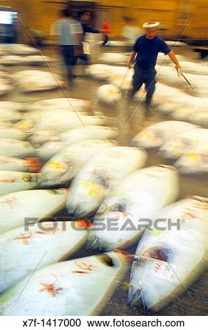 Frozen tunas in Tsukuji, biggest fishmarket in the world Tokyo city, Japan, Asia View Large Photo Image Stock Image - Frozen tunas in Tsukuji, biggest fishmarket in the world Tokyo city, Japan, Asia. Fotosearch