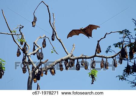 Fruit Bat or Flying Foxes Pteropus giganteus. View Large Photo Image Stock Image - Fruit Bat or Flying Foxes Pteropus giganteus.. Fotosearch