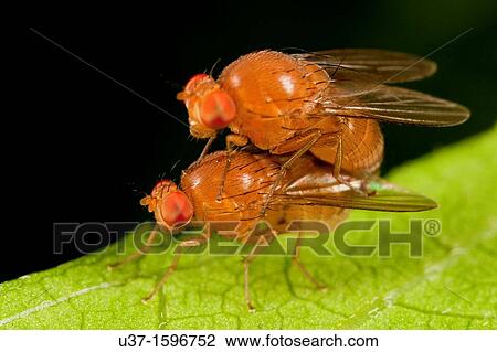 Fruit flies Dropsophila mela nogaster View Large Photo Image Stock Image - Fruit flies Dropsophila mela nogaster. Fotosearch