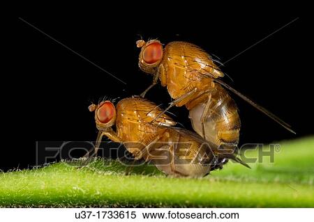 Fruit flies mating. Image taken at Kampung Skudup, Sarawak, Malaysia. View Large Photo Image Stock Photography - Fruit flies mating. Image taken at Kampung Skudup, Sarawak, Malaysia.. Fotosearch