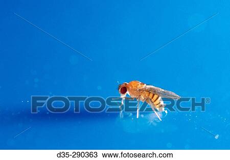 Fruit Fly (Drosophila melanogaster) View Large Photo Image Stock Image - Fruit Fly (Drosophila melanogaster). Fotosearch