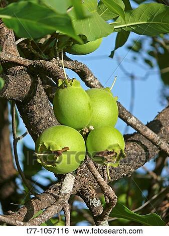 Fruit of Careya arborea Roxb, Careya arborea View Large Photo Image Stock Photograph - Fruit of Careya arborea Roxb, Careya arborea. Fotosearch