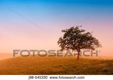 Fruit tree at morning mood (sunrise). Kanton Z? rich (Canton Zurich), Switzerland, Europe. View Large Photo Image Stock Image - Fruit tree at morning mood (sunrise). Kanton Z? rich (Canton Zurich), Switzerland, Europe.. Fotosearch