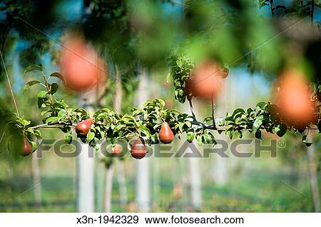 Stock Photo - Fruit tree on a pear orchard in Rancagua, Chile.. Fotosearch