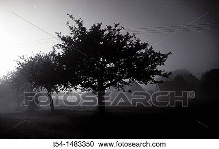 Stock Image - Fruit trees on a summer night. Fotosearch