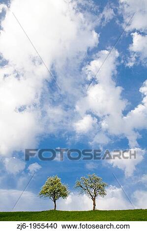 Fruit trees on a sunny day. Slovenian countryside in spring. View Large Photo Image Stock Image - Fruit trees on a sunny day. Slovenian countryside in spring.. Fotosearch