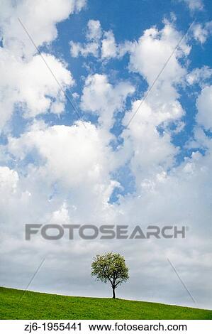 Stock Image - Fruit trees on a sunny day. Slovenian countryside in spring.. Fotosearch