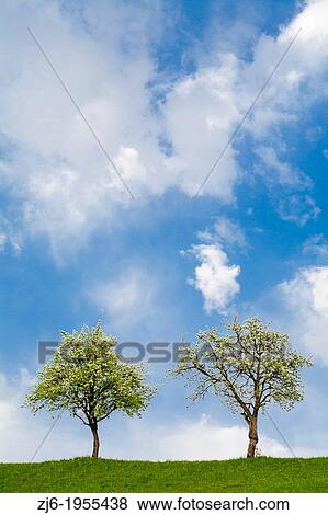 Fruit trees on a sunny day. Slovenian countryside in spring. View Large Photo Image Stock Photo - Fruit trees on a sunny day. Slovenian countryside in spring.. Fotosearch