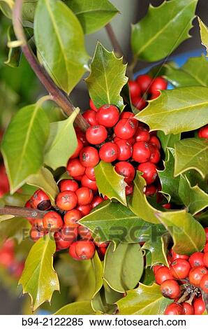 Fruits and leaves of Holly. Ilex aquifolium L. Fam. Aquifoliaceae. Santa Llcia Christmas market. Barcelona. Catalonia. Spain. View Large Photo Image Stock Photography - Fruits and leaves of Holly. Ilex aquifolium L. Fam. Aquifoliaceae. Santa Llcia Christmas market. Barcelona. Catalonia. Spain.. Fotosearch