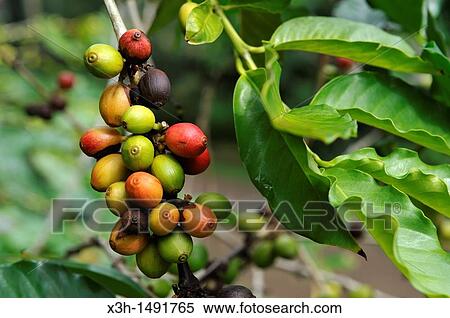 fruits, called? cherries? or drupes, of Coffea tree National Conservatory and Botanical Garden of Mascarin Saint-Leu Reunion island, overseas departement of France, Indian Ocean View Large Photo Image Stock Photography - fruits, called? cherries? or drupes, of Coffea tree National Conservatory and Botanical Garden of Mascarin Saint-Leu Reunion island, overseas departement of France, Indian Ocean. Fotosearch
