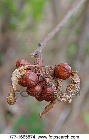 Fruits of Cordia sinensis View Large Photo Image Picture - Fruits of Cordia sinensis. Fotosearch