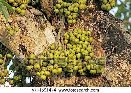 Fruits of Ficus racemosa View Large Photo Image Picture - Fruits of Ficus racemosa. Fotosearch