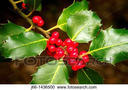 Stock Image - Fruits of holly Ilex aquifolium in the Natural Park of Peagolosa, Castell? n, Spain.. Fotosearch