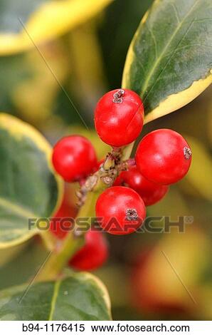 Stock Photography - Fruits of Holly. Ilex aquifolium L. Fam. Aquifoliaceae. Christmas plant market. Barcelona. Catalonia. Spain.. Fotosearch