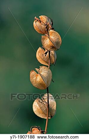 Stock Photo - Fruits of Nicandra, Nicandra physalodes, Giftbeere. Fotosearch
