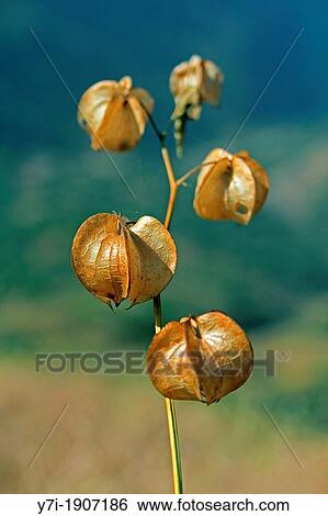 Fruits of Nicandra, Nicandra physalodes, Giftbeere View Large Photo Image Stock Photograph - Fruits of Nicandra, Nicandra physalodes, Giftbeere. Fotosearch