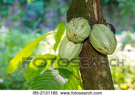Fruits of the Cocoa tree (Theobroma cacao), Martinique, French West Indies. View Large Photo Image Stock Photography - Fruits of the Cocoa tree (Theobroma cacao), Martinique, French West Indies.. Fotosearch