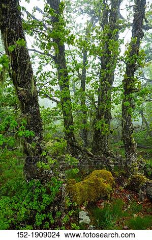 Fuentes del Narcea, Degaa e Ibias Natural Park, Asturias, Spain, Europe View Large Photo Image Picture - Fuentes del Narcea, Degaa e Ibias Natural Park, Asturias, Spain, Europe. Fotosearch