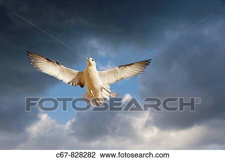 Stock Image - Fulmar Fulmaris glacialis in Flight Hunstanton Norfolk. Fotosearch