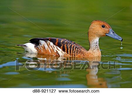 Fulvous Whistling Duck (Dendrocygna bicolor) View Large Photo Image Stock Photo - Fulvous Whistling Duck (Dendrocygna bicolor). Fotosearch