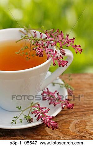 Stock Photo - Fumitory infusion Fumaria officinalis. Fotosearch