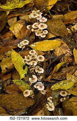 Fungi, Danum Valley Conservation Area. Sabah, Borneo, Malaysia View Large Photo Image Stock Image - Fungi, Danum Valley Conservation Area. Sabah, Borneo, Malaysia. Fotosearch