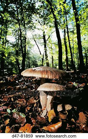 Fungi in beechwood. England, UK View Large Photo Image Stock Photo - Fungi in beechwood. England, UK. Fotosearch