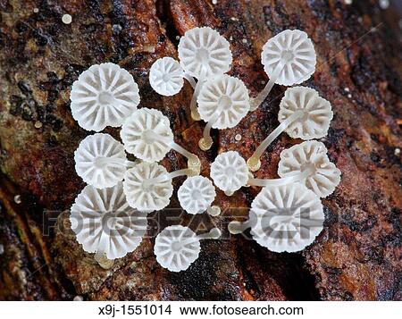 Fungi Mushroom In Nature, borneo. View Large Photo Image Picture - Fungi Mushroom In Nature, borneo.. Fotosearch