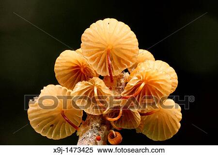 Stock Photography - Fungi Mushroom In Nature, borneo.. Fotosearch