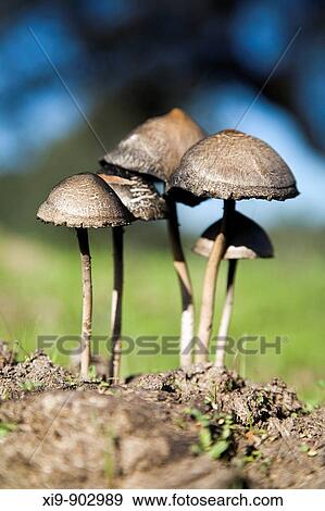 Fungi on a dung, Sanlucar la Mayor, Seville province, Andalusia, Spain View Large Photo Image Stock Photo - Fungi on a dung, Sanlucar la Mayor, Seville province, Andalusia, Spain. Fotosearch