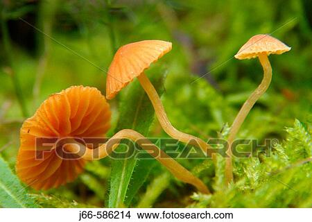 Picture - Fungi.. Fotosearch
